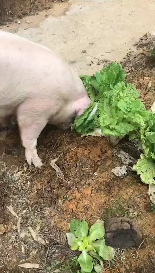 用什么标题来描述视频中的白菜和猪呢?