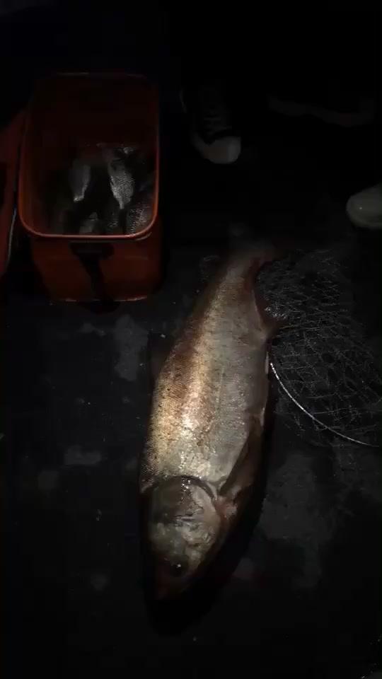 夜钓结束了,好开心二十多斤的巨鲢鱼,还有野生鲫鱼.