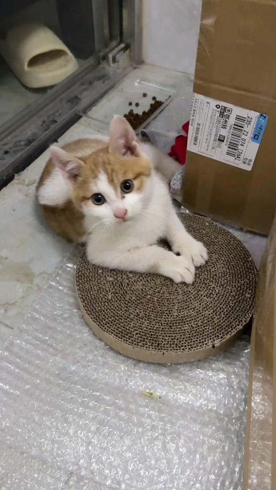 宠物用品赛道文案素材 - 冬天给毛孩子洗澡用这种免洗泡沫太方便啦！#萌宠好物 #养猫经验分享 #铲屎官必备 #萌宠推荐官 #免洗泡沫 - 搬砖养猫（拖拉版）作品