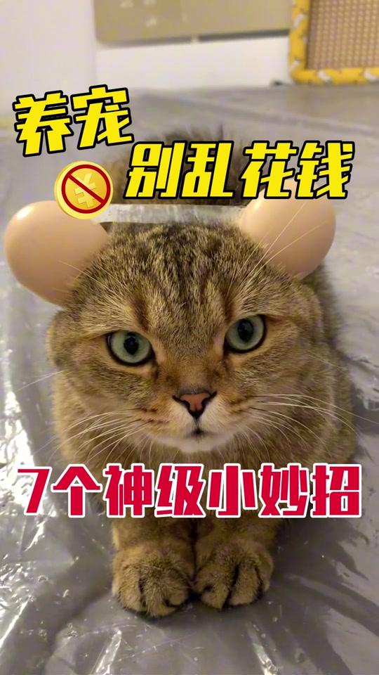 宠物用品赛道文案素材 - 家中常见的东西竟竟是养宠神器！ #新手养猫  #养猫经验分享 #养猫人 #养猫小妙招 #养猫好物 - 兽医小阿花作品
