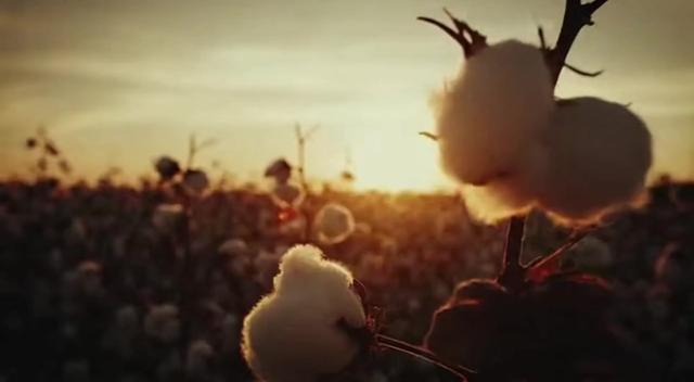 读书分享赛道文案素材 - 资本主义全球经济史经典巨著《棉花帝国》精读完整版 一朵不起眼的植物，如何重塑了全球的财富格局？《棉花帝国》全书深度解读。从三个隔绝的世界，到战争资本主义的血腥积累；从工业机器的轰鸣，到今天快时尚的逐底竞争。这不仅是一株植物的历史，更是长达300年的财富掠夺与权力更迭真相。看完这期长视频，彻底看透现代世界经济的底层逻辑。#经济史 #工业革命 #好书分享 #棉花帝国 #历史真相 - 成长书库作品