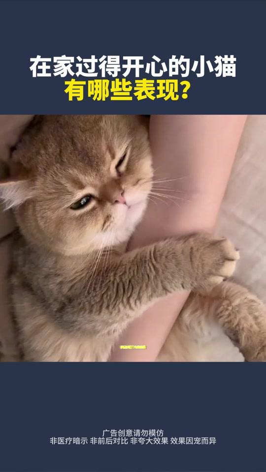 宠物用品赛道文案素材 - 在家过得开心的小猫有哪些表现? #猫咪绝育#猫咪发情#新手养猫#萌宠好物#养猫经验分享 - 宠物知识科普-孙老师作品
