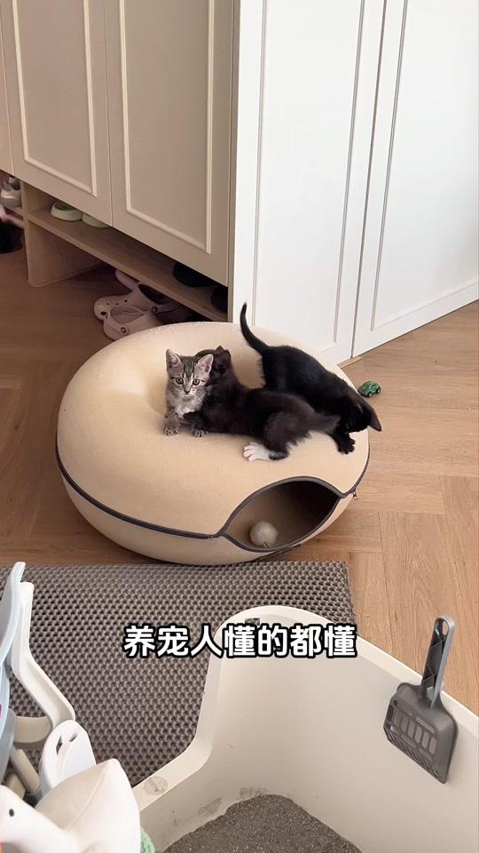 宠物用品赛道文案素材 - 感谢科沃斯治好了养猫人的洁癖🥹
#科沃斯X12SPRO #扫地机器人推荐 #家用清洁好物 #萌宠 #养猫经验分享 - 小狐狸噢作品