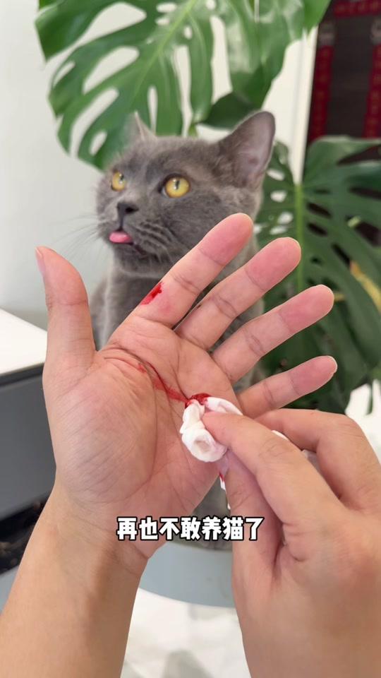 宠物用品赛道文案素材 - 我再也不敢养猫了,原因是我家抓伤我手!#萌宠好物 #新手养猫 #狂犬病 #养猫经验分享 - 点点是只猫作品