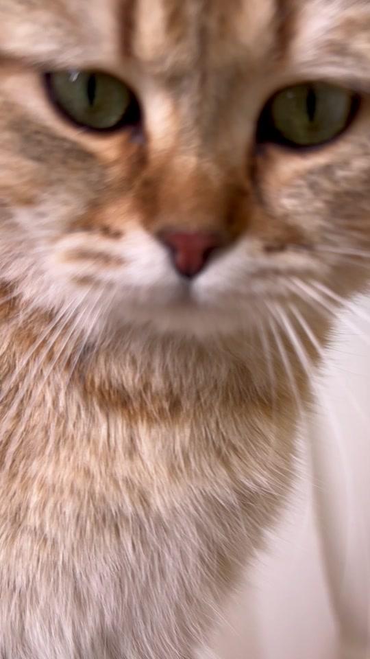 宠物用品赛道文案素材 - 养猫之后我才发现！原来养猫最贵的不是猫粮，而是猫砂！ #科学养宠攻略#养猫经验分享#铲屎官的乐趣#萌宠好物 - 毛孩子的零食抽屉作品