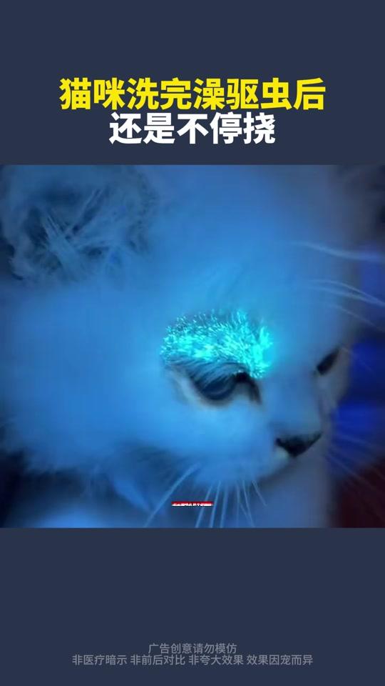 宠物用品赛道文案素材 - 猫咪洗完澡驱虫后还是不停挠 #萌宠好物  #新手养猫  #皮肤养肤片  #养宠经验分享  #宠物皮肤 - 护猫使者 孙奶奶作品