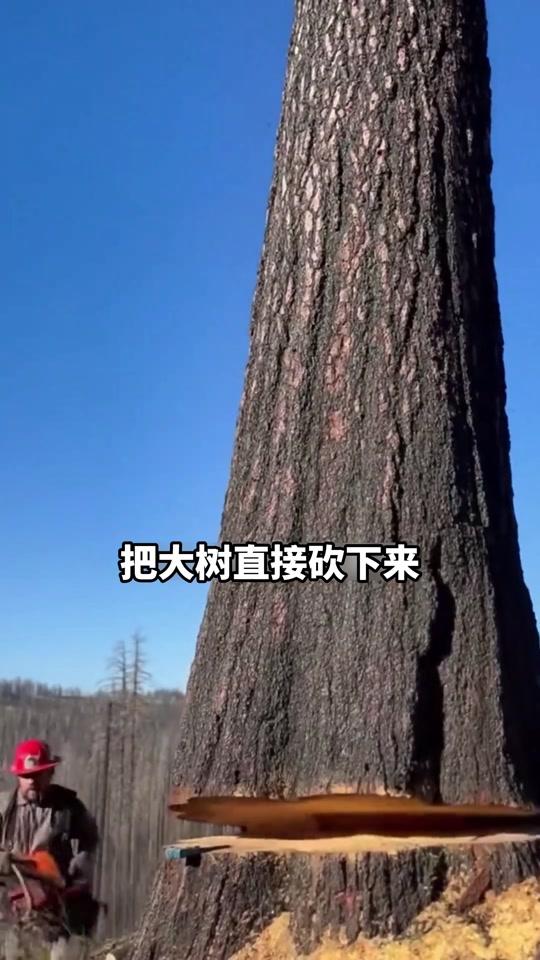 装修赛道文案素材 - 柜体板材怎么选,看完你就明白了#板材避坑 #装修避坑 #装修干货 #装修知识 - 聂工讲装修作品