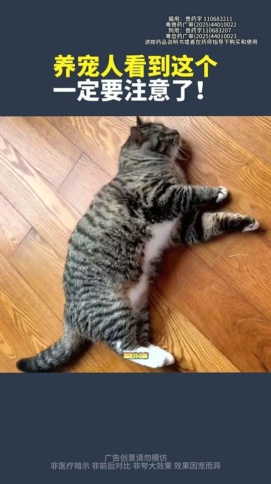 宠物用品赛道文案素材 - 养宠人看到这个一定要注意了! #新手养猫#养猫人#养猫经验分享#养猫的乐趣#养猫好物 - 护猫使者 孙奶奶作品
