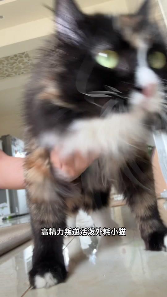 宠物用品赛道文案素材 - 猫和人类长期得劲儿好物分享！ #万物可爱计划 #爪住夏天每一帧 #养猫好物 #新手养猫 - 顾多多Dobi作品