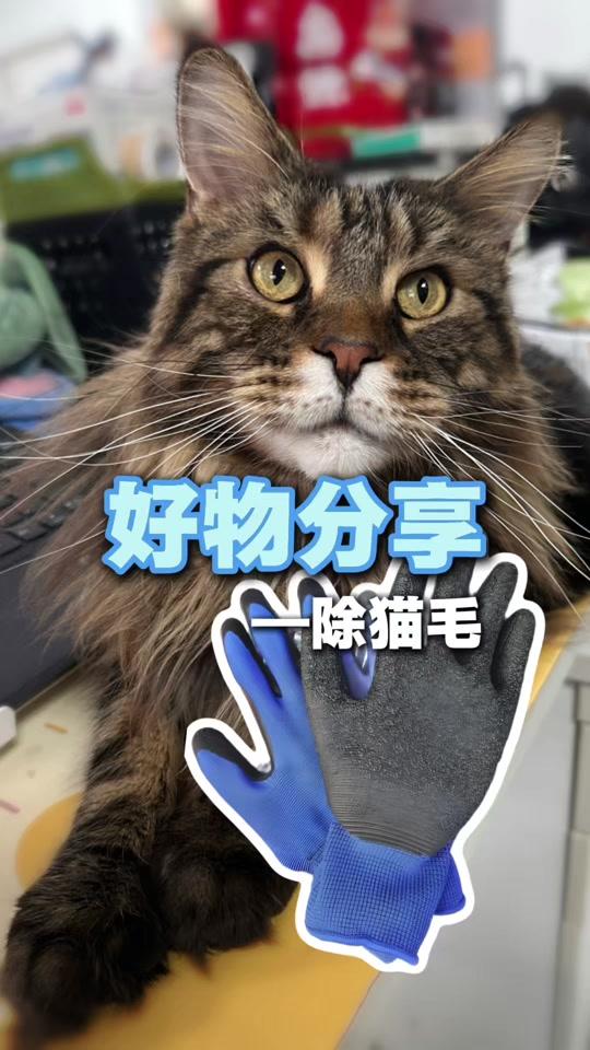 宠物用品赛道文案素材 - 已经安利N次的清理猫抓板上猫毛的好工具！#养猫日常 #萌宠好物分享 #除猫毛 #劳保手套 - 养猫的阿力作品