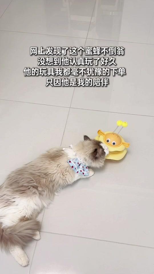 宠物用品赛道文案素材 - 我上班的时候，就让小蜜蜂不倒翁陪你玩吧~#养宠好物分享 #猫玩具 #猫玩具推荐 #新手养猫 #猫咪好物 - 喵总N次方作品