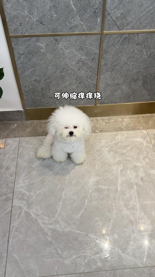 宠物用品赛道文案素材 - 原来狗狗这么喜欢挠痒痒.最近发现的养狗养猫好物.解放双手#撸猫 #新手养狗 #萌宠好物 #养狗经验分享 #不养狗不知道养狗的乐趣 - 多多是比熊作品