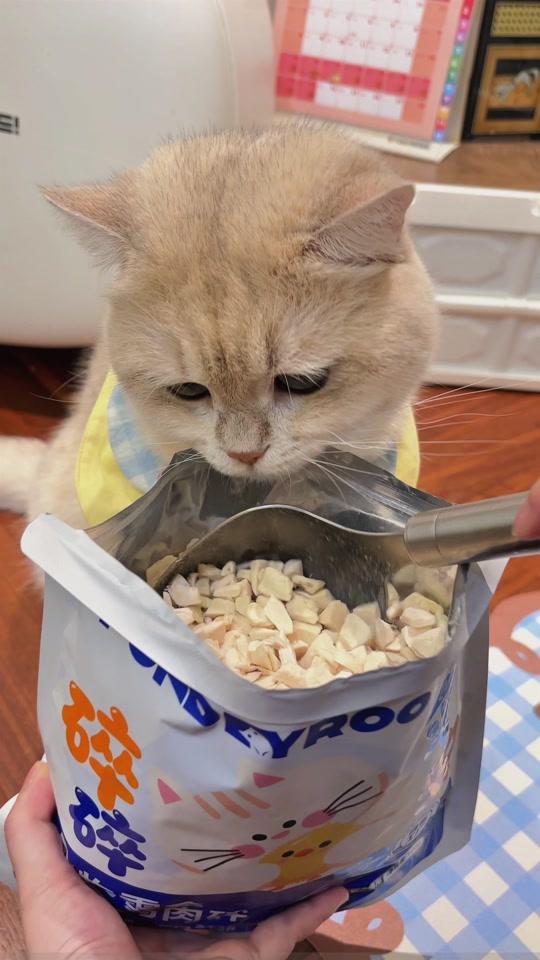 宠物用品赛道文案素材 - 买一送一冲量的宝迪路新品鸡胸肉冻干，刷到赶紧薅#宝迪路 #冻干 #萌宠好物 #养猫经验分享 #猫零食 - 喵小心作品