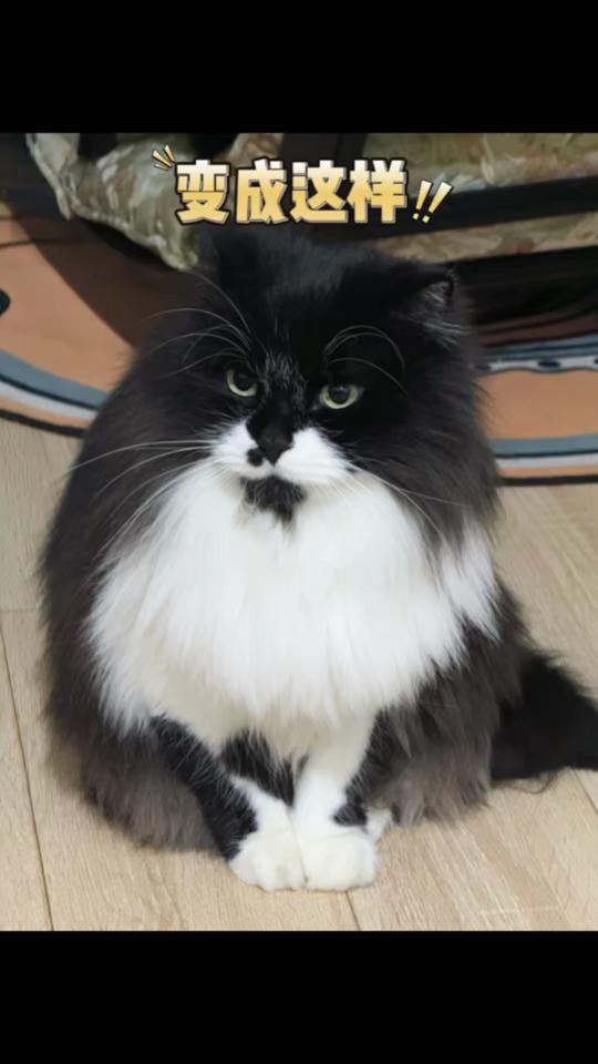 宠物用品赛道文案素材 - 一瓶好的鱼油不仅可以美毛，还能增加猫咪抵抗力。感觉这个还是很有必要备的#养猫新手 #猫咪鱼油 #萌宠好物 #养猫经验分享 #拜卡 - 搬砖养猫（拖拉版）作品