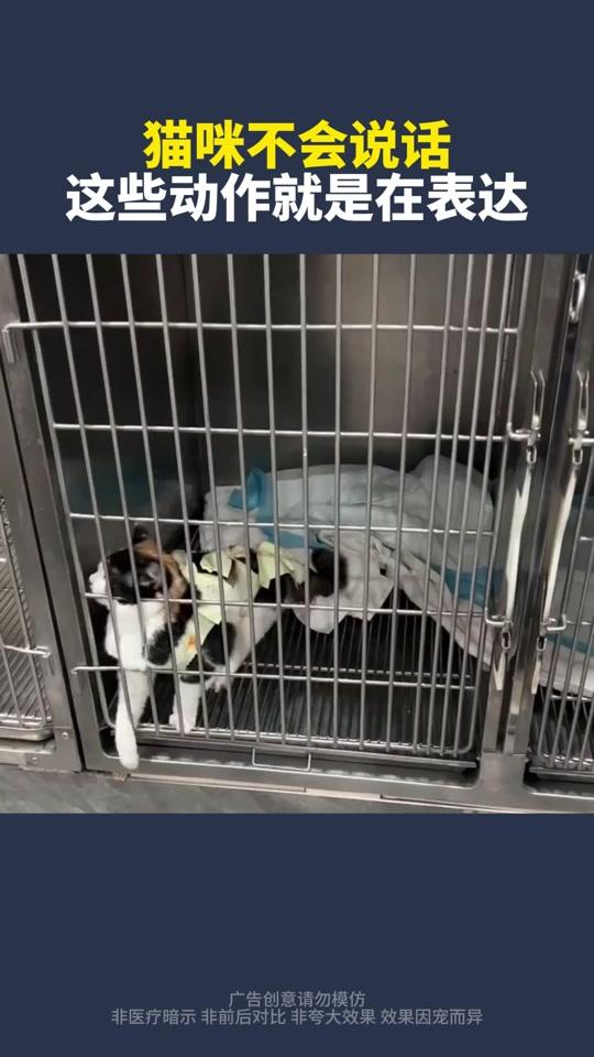宠物用品赛道文案素材 - 猫咪不会说话这些动作就是在表达 #猫咪绝育#猫咪发情#新手养猫#萌宠好物#养猫经验分享 - 宠物知识科普-孙老师作品