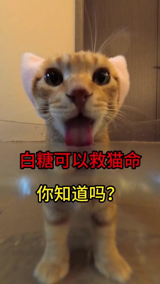 宠物用品赛道文案素材 - 养猫小知识 白糖能救猫命，你知道吗？#养猫人 #铲屎官 #养猫经验分享 #科学养宠攻略 #萌宠好物 - 养猫看高江作品