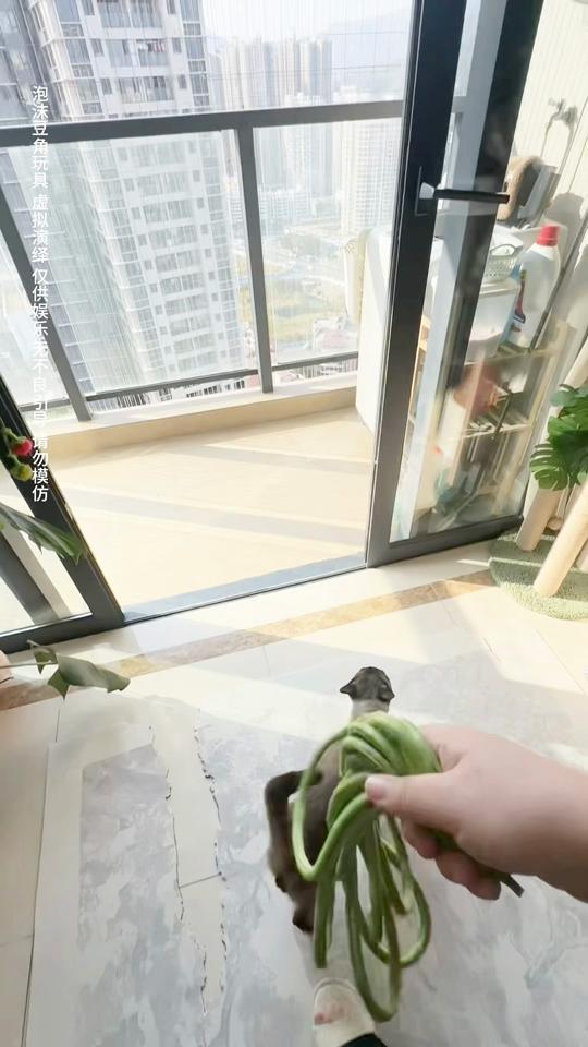宠物用品赛道文案素材 - 拿豆橛子抽烂咪的腚！#猫咪 #神奇动物在抖音 #养猫好物分享 - 挖煤的coconut🥥作品