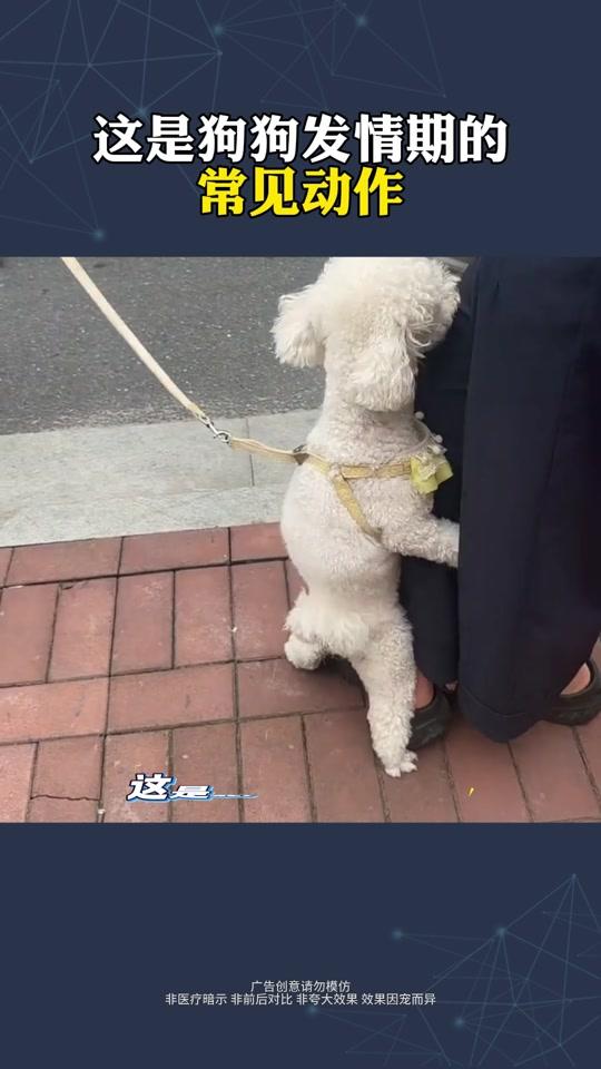 宠物用品赛道文案素材 - 这是狗狗发情期的常见动作 #猫咪绝育#猫咪发情#新手养猫#萌宠好物#养猫经验分享 - 宠物知识科普-孙老师作品