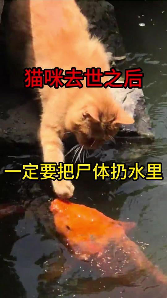 宠物用品赛道文案素材 - 养猫小知识 猫咪去世之后，一定要把尸体扔水里#养猫人 #养猫经验分享 #科学养宠攻略 #铲屎官 #萌宠好物 - 养猫看高江作品