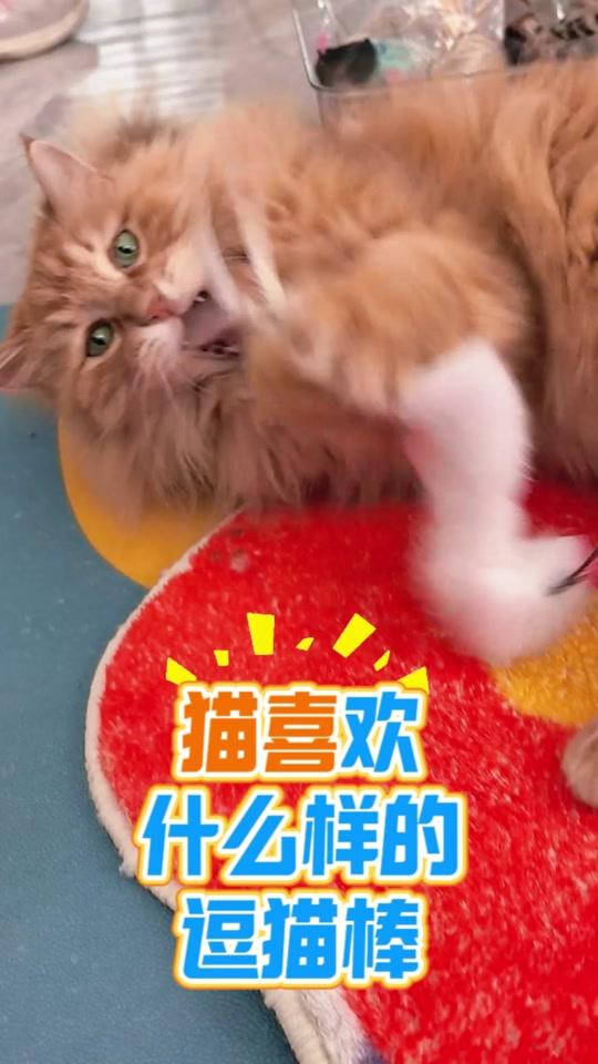 宠物用品赛道文案素材 - 猫喜欢什么样的逗猫棒? 当然是越像“猎物”的越喜欢,气味、质感、声音、口感、动态都是猎物具备的特征,橱窗里的逗猫棒都是为猫准备的,下一条教你们怎么让逗猫棒更像猎物!#猫咪新玩具 #新手养猫 #逗猫棒 #养猫知识分享 #养猫好物 - 胡笑笑科学养猫作品