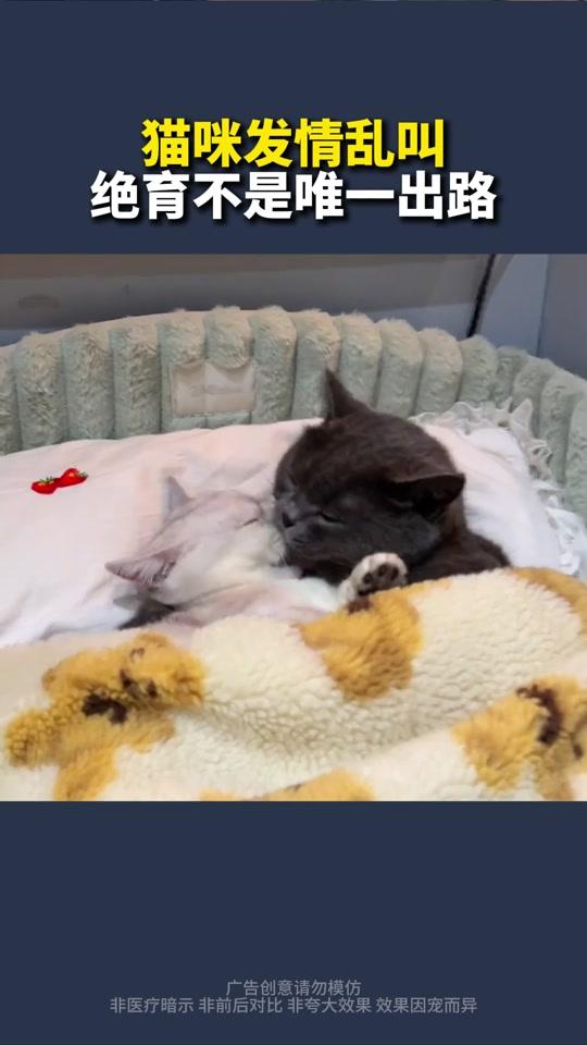 宠物用品赛道文案素材 - 猫咪发情乱叫绝育不是唯一出路 #猫咪绝育#猫咪发情#新手养猫#萌宠好物#养猫经验分享 - 宠物知识科普-孙老师作品