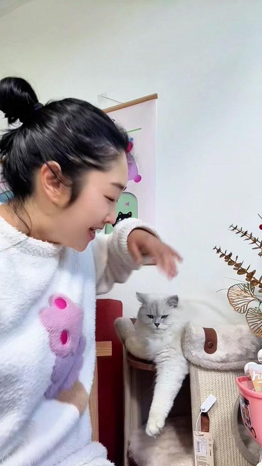 宠物用品赛道文案素材 - #小毛豆归真猫粮 小鸟胃猫咪的主食就选这种方便保存的主食酱包，营养丰富口感好口味还特别多～#萌宠好物 #新手养猫 #吃货猫 #养猫经验分享 - 暁XIN宠物作品