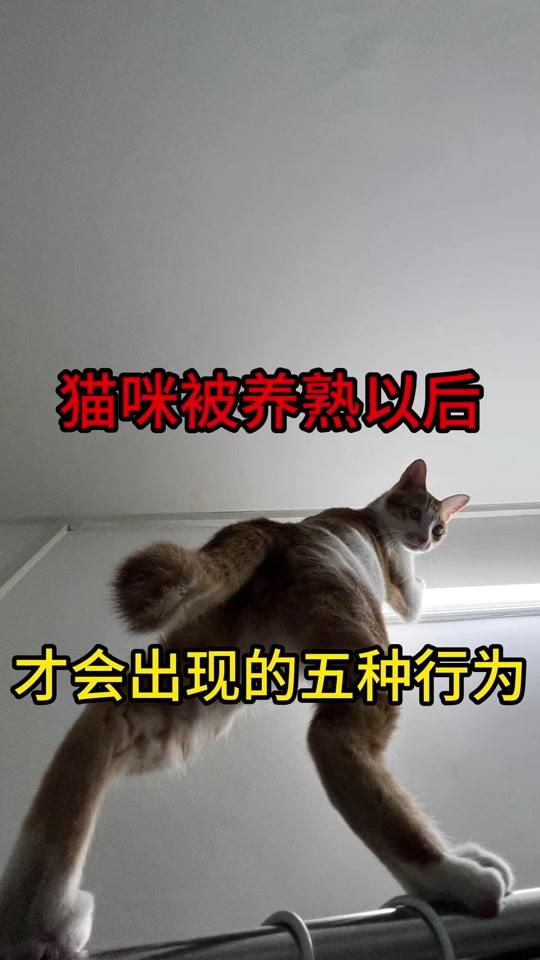 宠物用品赛道文案素材 - 养猫小知识 猫咪被养熟以后，才会出现的五种行为#养猫人 #铲屎官 #养猫经验分享 #科学养宠攻略 #萌宠好物 - 养猫看高江作品