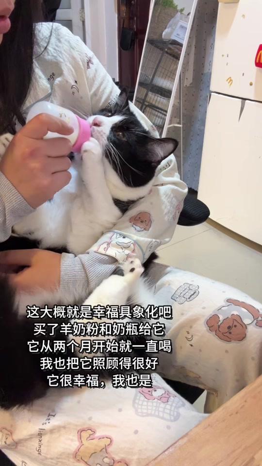 宠物用品赛道文案素材 - 这大概就是幸福的具象化吧 #养猫用品推荐 #养猫新手 #养猫好物分享 #养猫人 #羊奶粉推荐 - 猫是一只奶牛作品