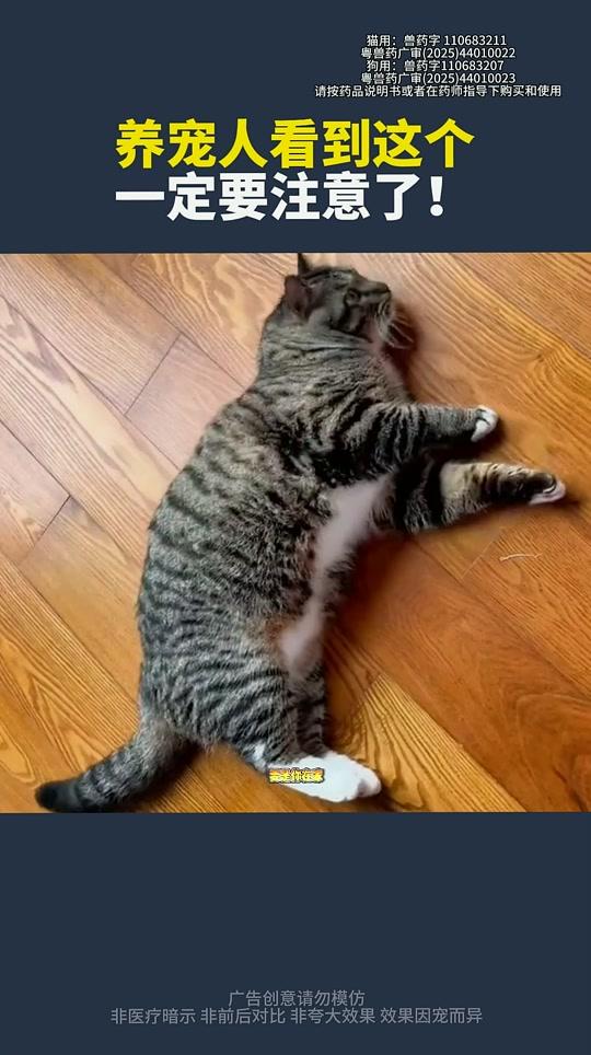 宠物用品赛道文案素材 - 养宠驱虫指南 发现后该怎么处理 #新手养猫#养猫人#养猫经验分享#养猫的乐趣#养猫好物 - 护猫使者 孙奶奶作品