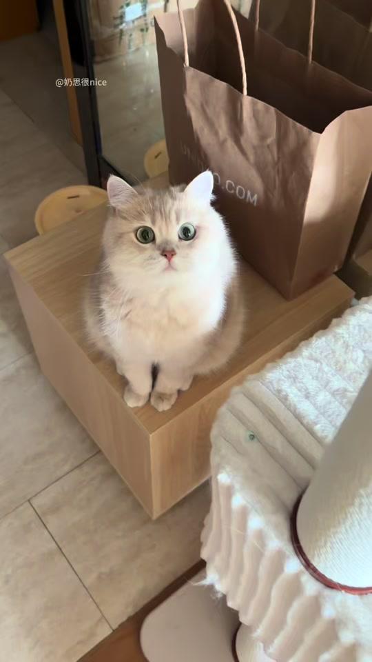 宠物用品赛道文案素材 - 养猫的家长一定要去试试这个！真的很好用#养猫经验分享 #养宠好物分享 #猫毛过敏 #猫毛解决方案 #鼎伴 - 奶思很nice作品