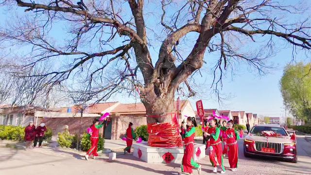 婚庆赛道文案素材 - 婚礼策划传媒  甄清池#上口后牟邵村#千年老槐树#寿光婚礼接亲仪式#婚礼隆重#我的家乡民族文化 - 主持人 甄清池（婚礼策划传媒）作品