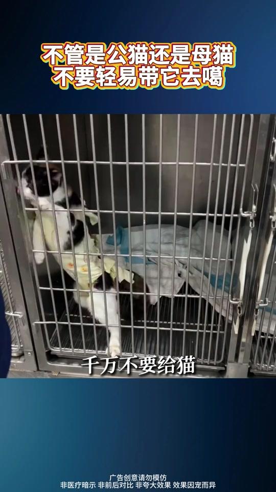 宠物用品赛道文案素材 - 不管是公猫还是母猫不要轻易带它去噶 #猫咪绝育 #猫咪发情 #新手养猫 #萌宠好物 #养猫经验分享 - 赵红-宠物信息咨询作品